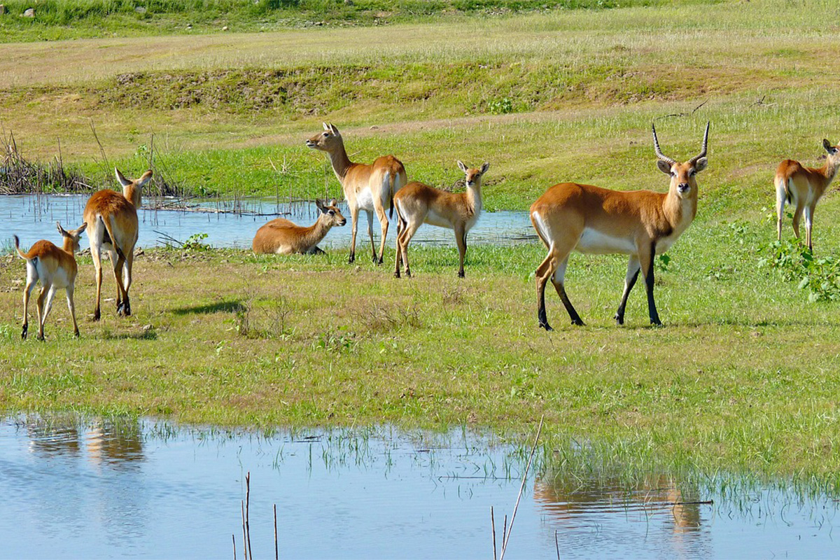 10-Day Heart of the Savannah Wild Expedition Safari