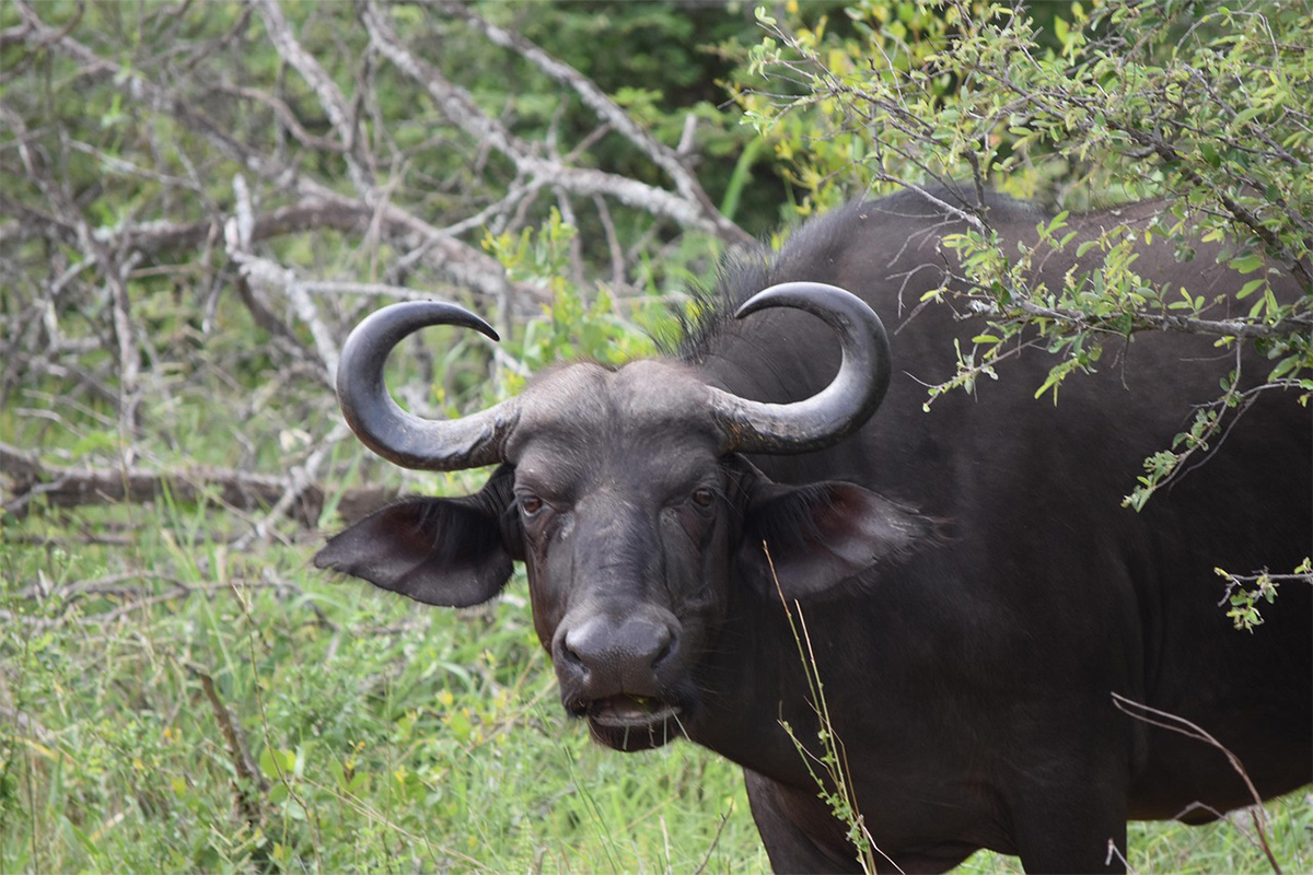 6-Day Signature Tanzania Luxury Safari