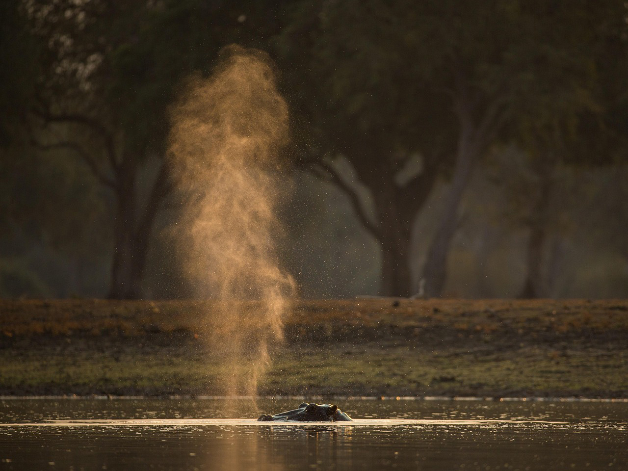 Canoe &amp; Boat Safaris