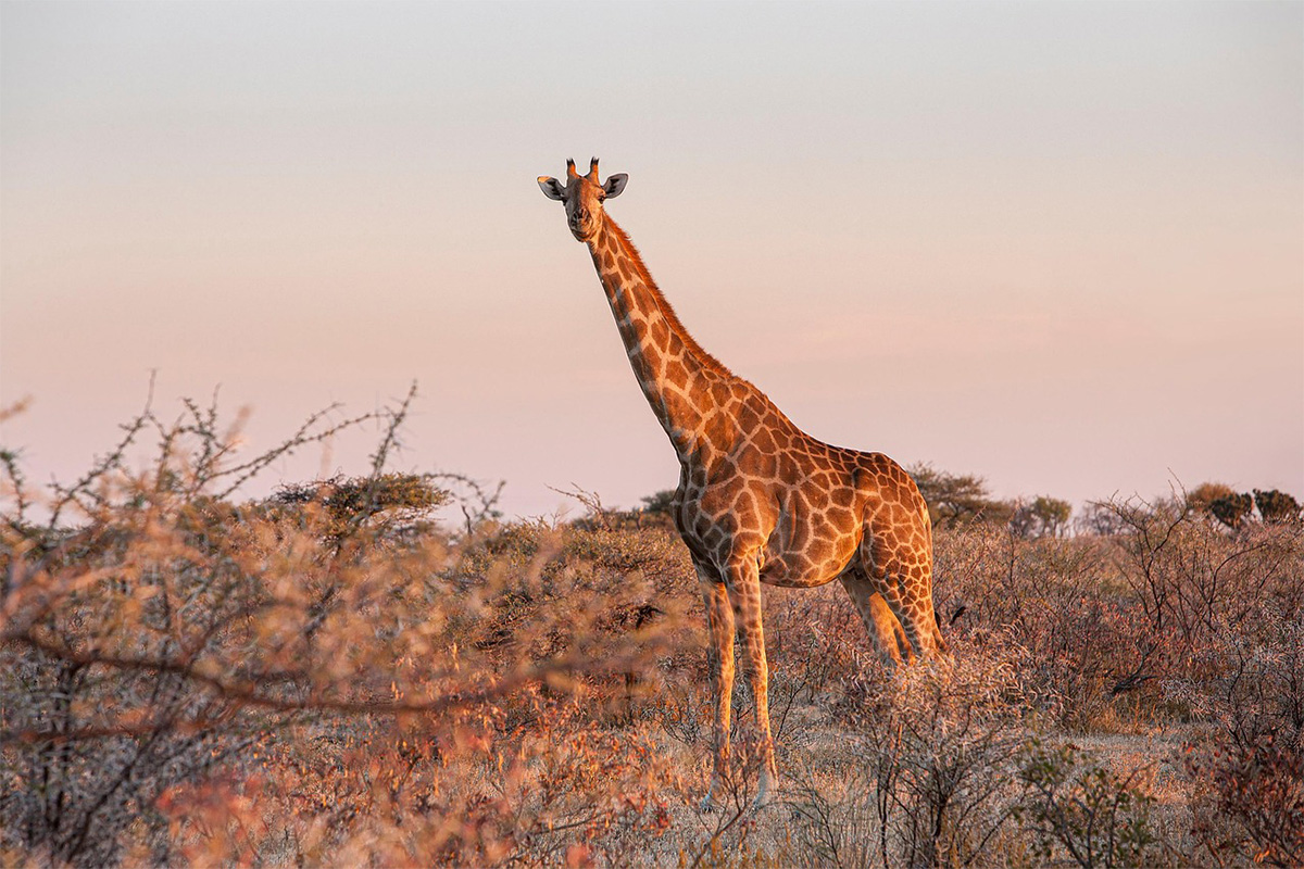 Expert Tanzania safari guide with giraffe