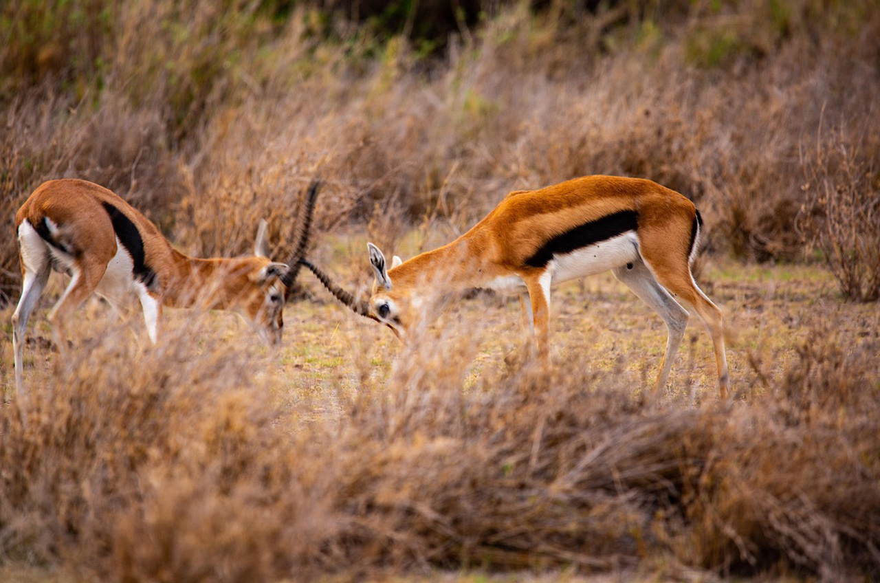 Antelope Ruaha
