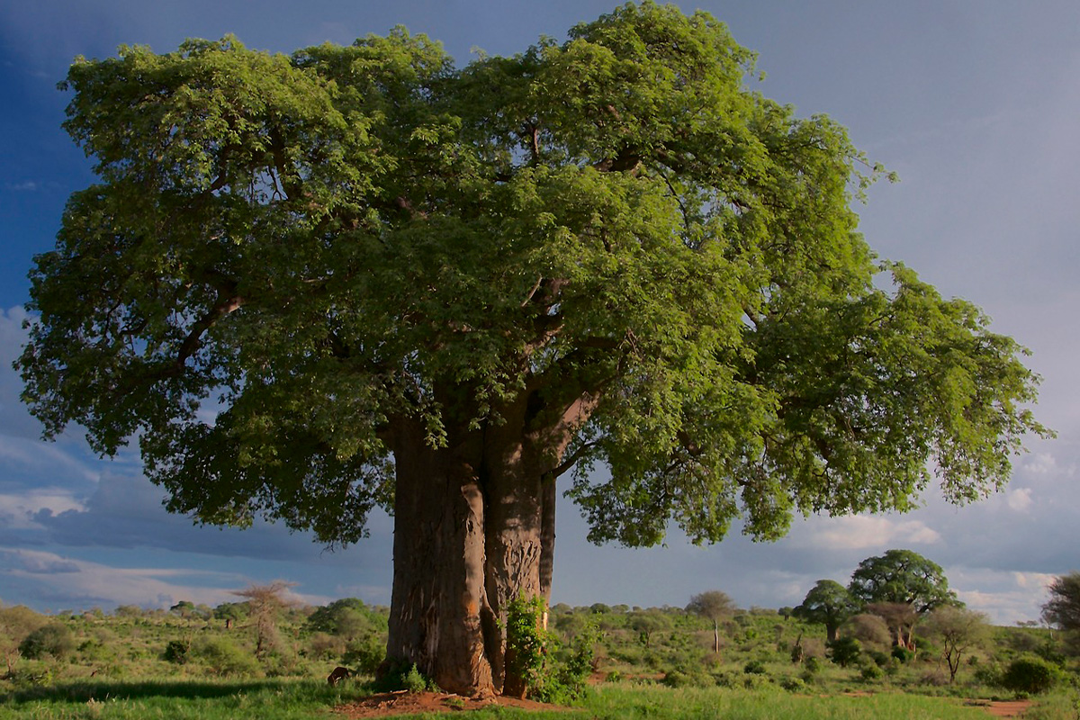 Tarangire National Park