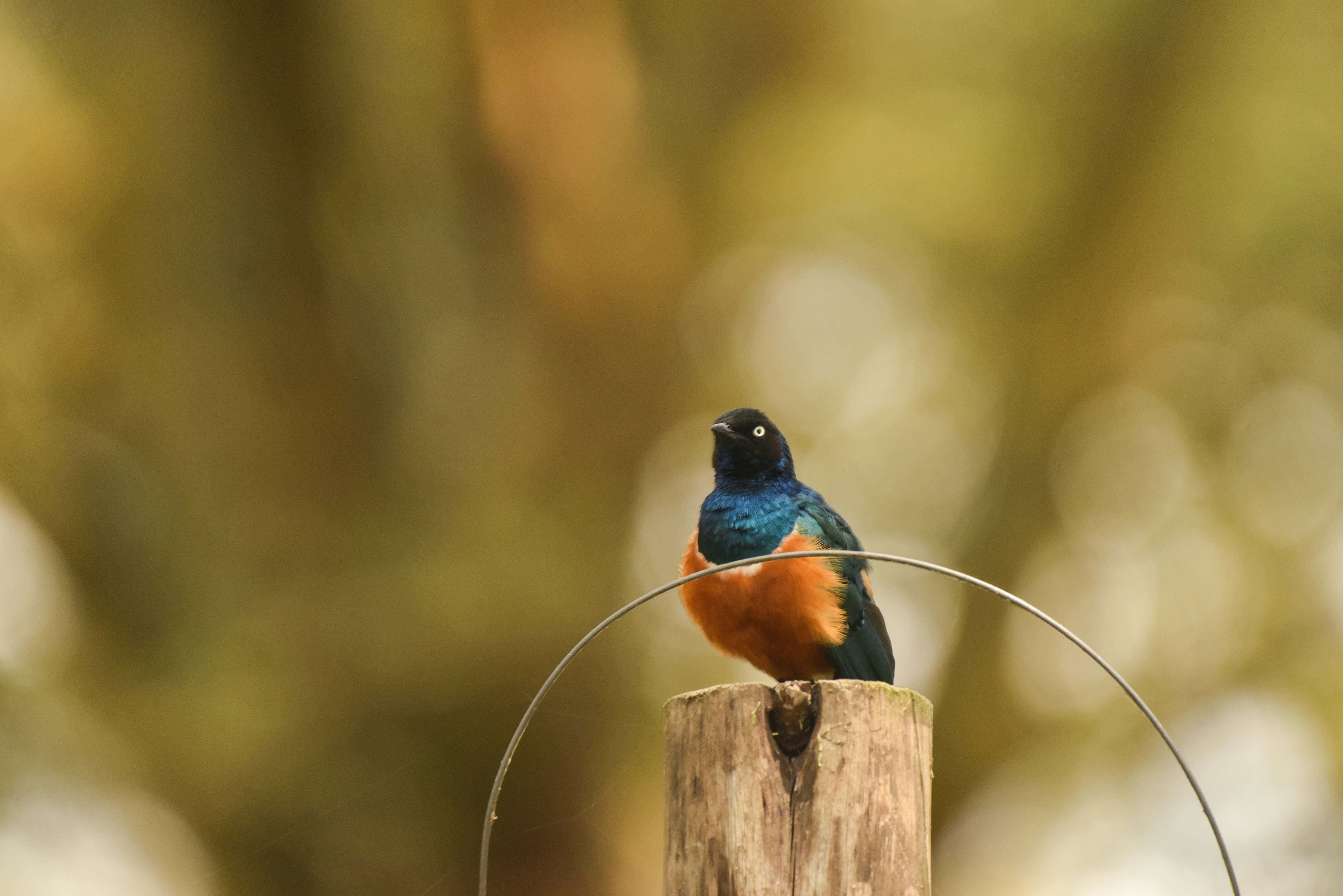 Bird Watching