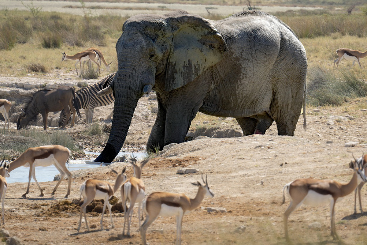 Tarangire National Park Tanzania