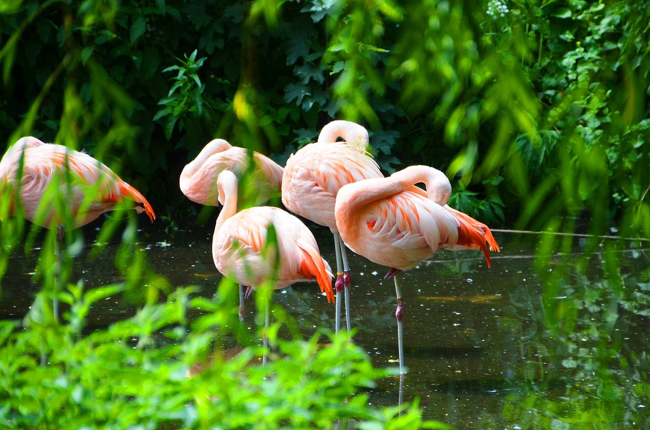 Lake Natron wildlife