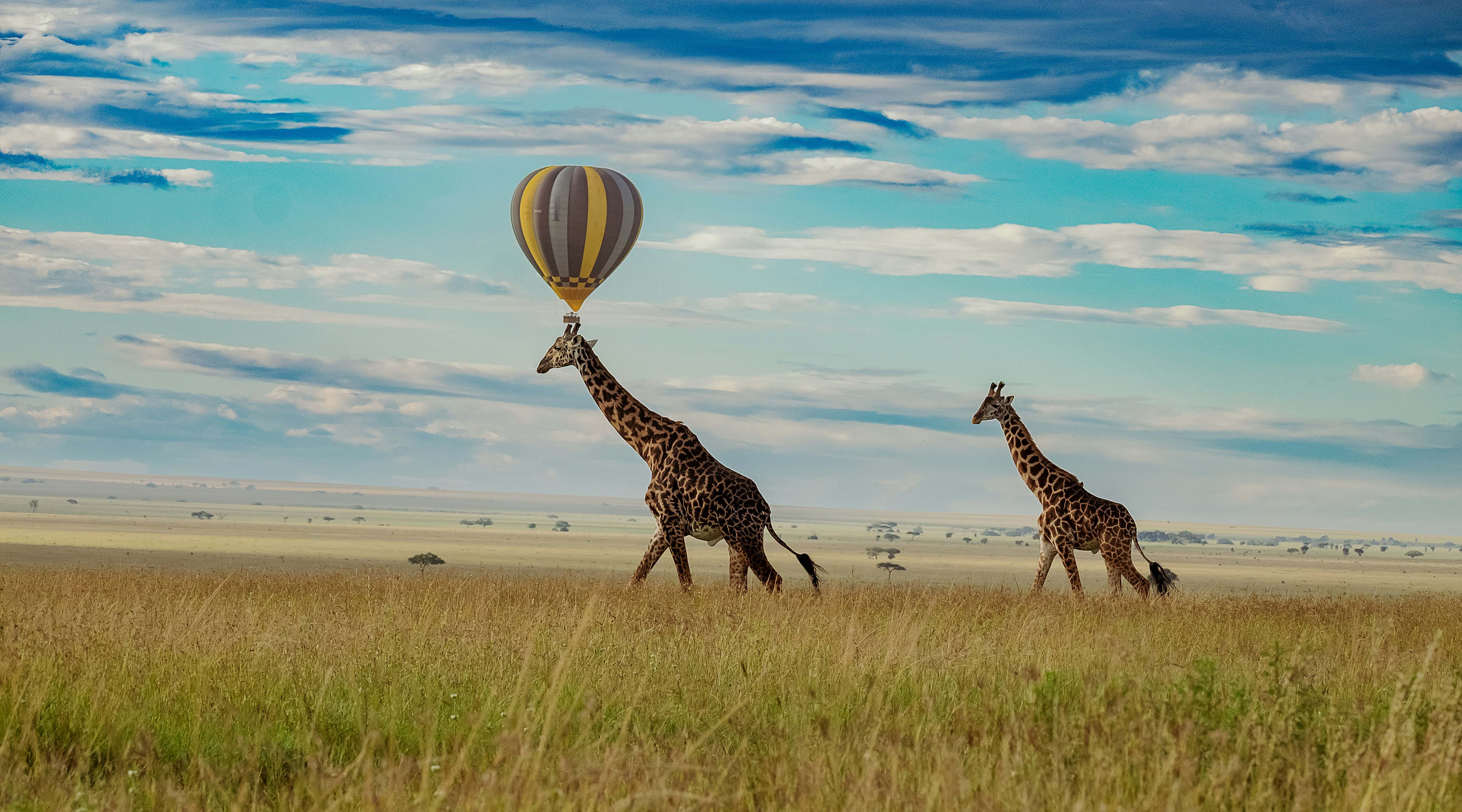 Giraffe Serengeti sunset