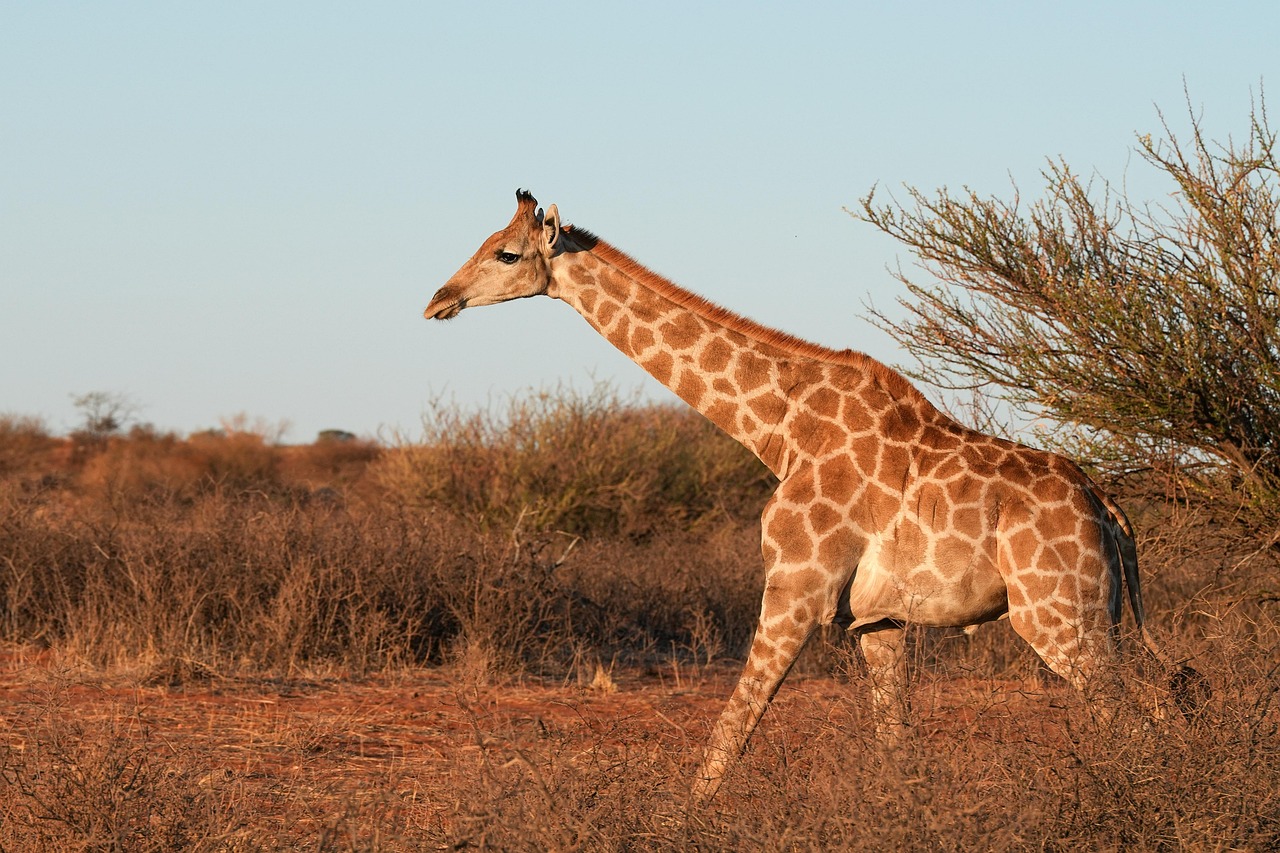 Giraffe Serengeti National Park