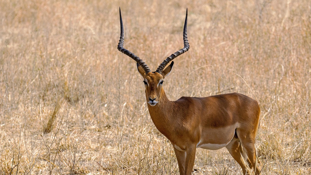 Impala southern Tanzania