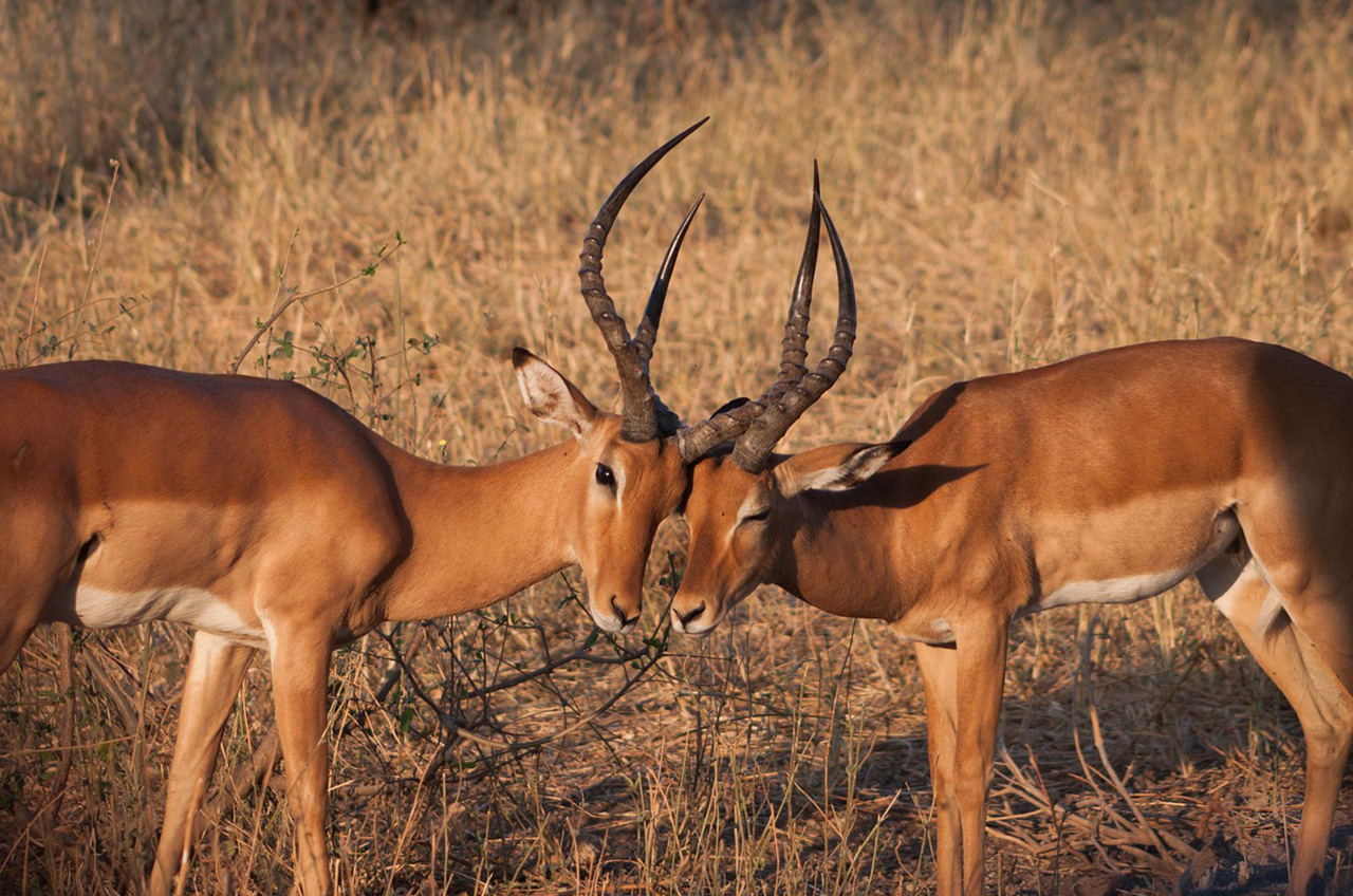 Impala Tarangire