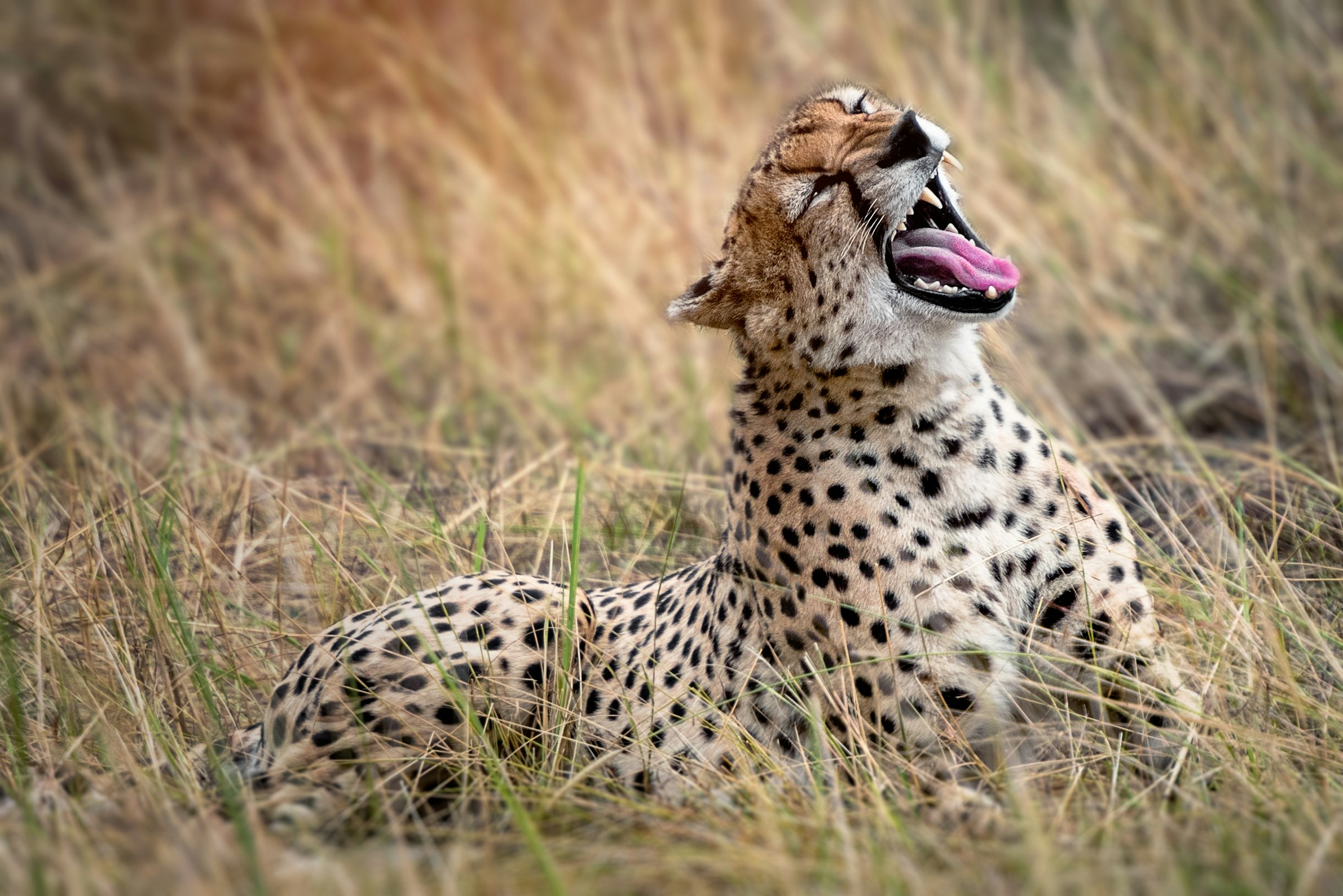 Ruaha National Park landscape