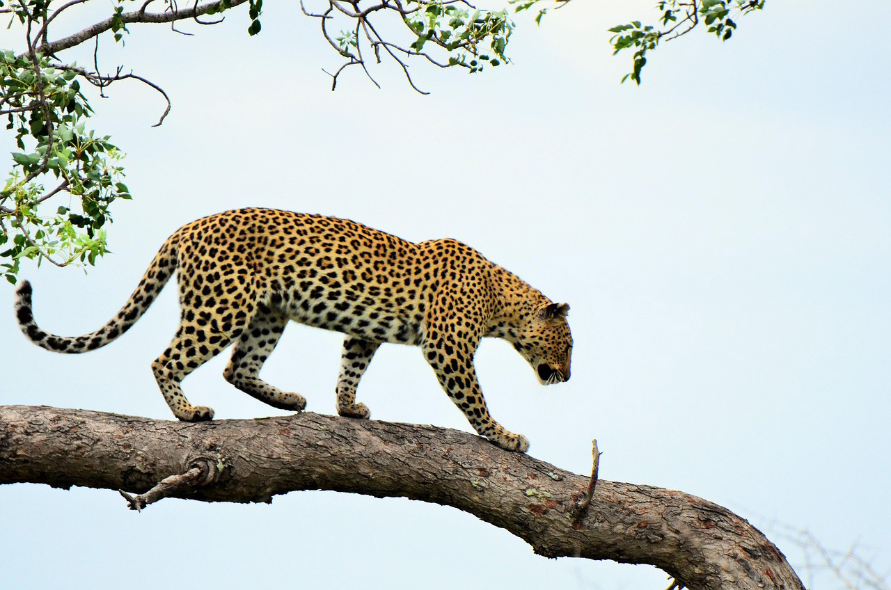 Leopard Tarangire National Park