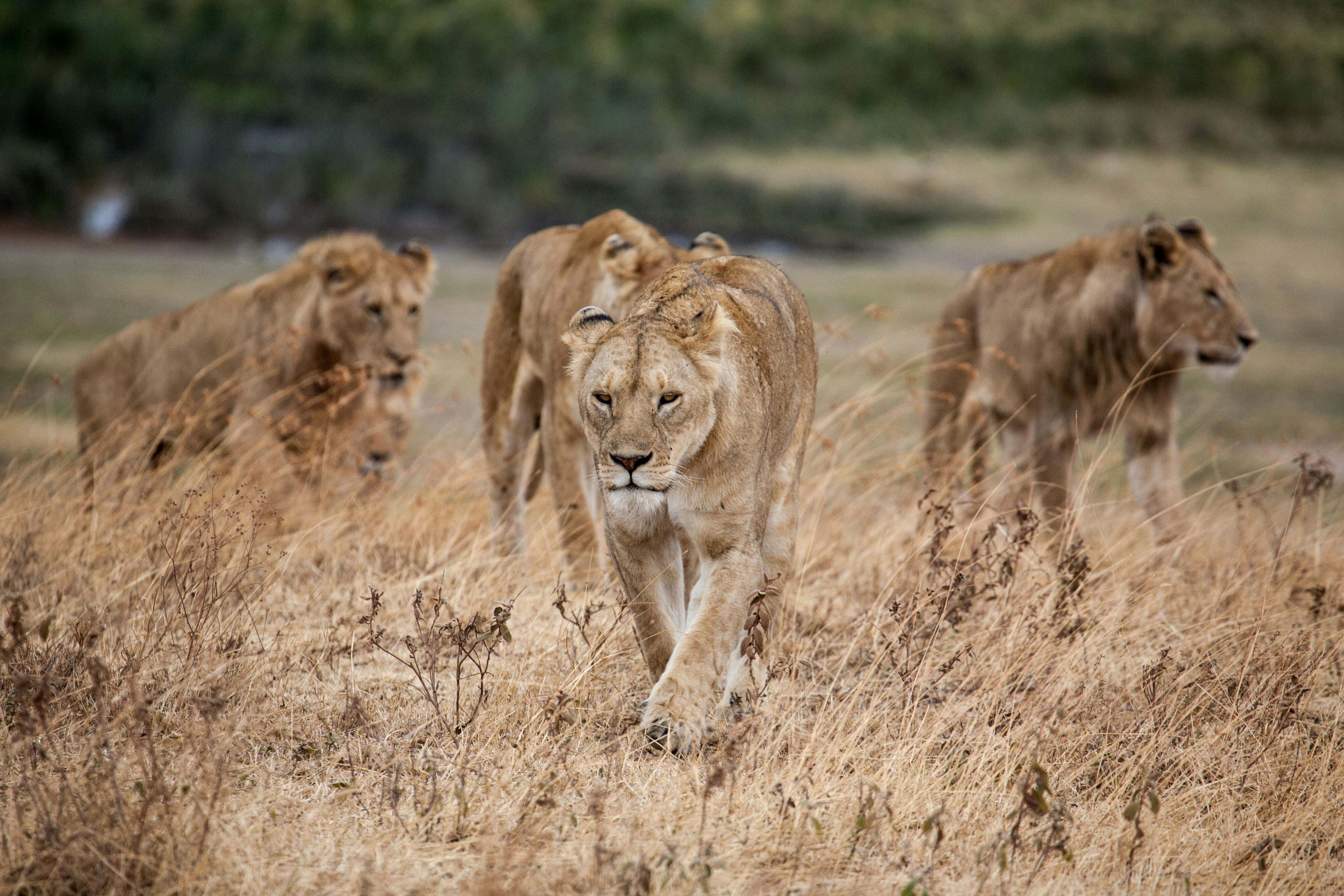 Lion Ngorongoro Crater