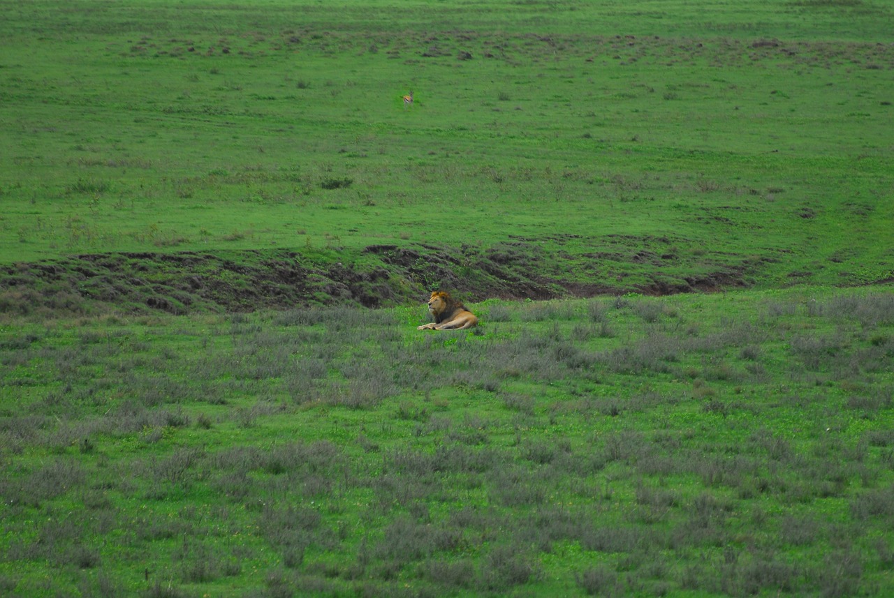 Ngorongoro Crater landscape