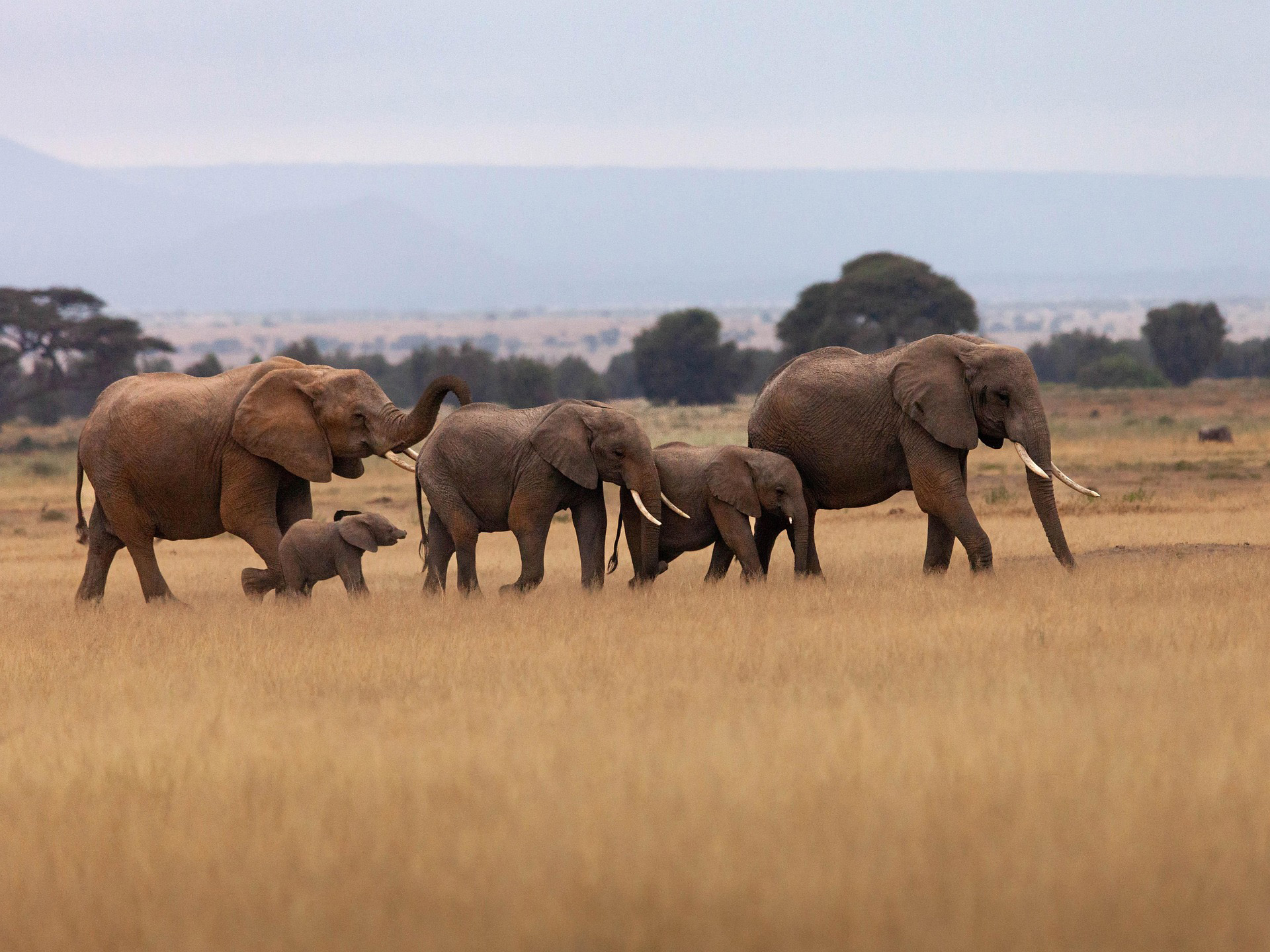 Elephant Lake Manyara