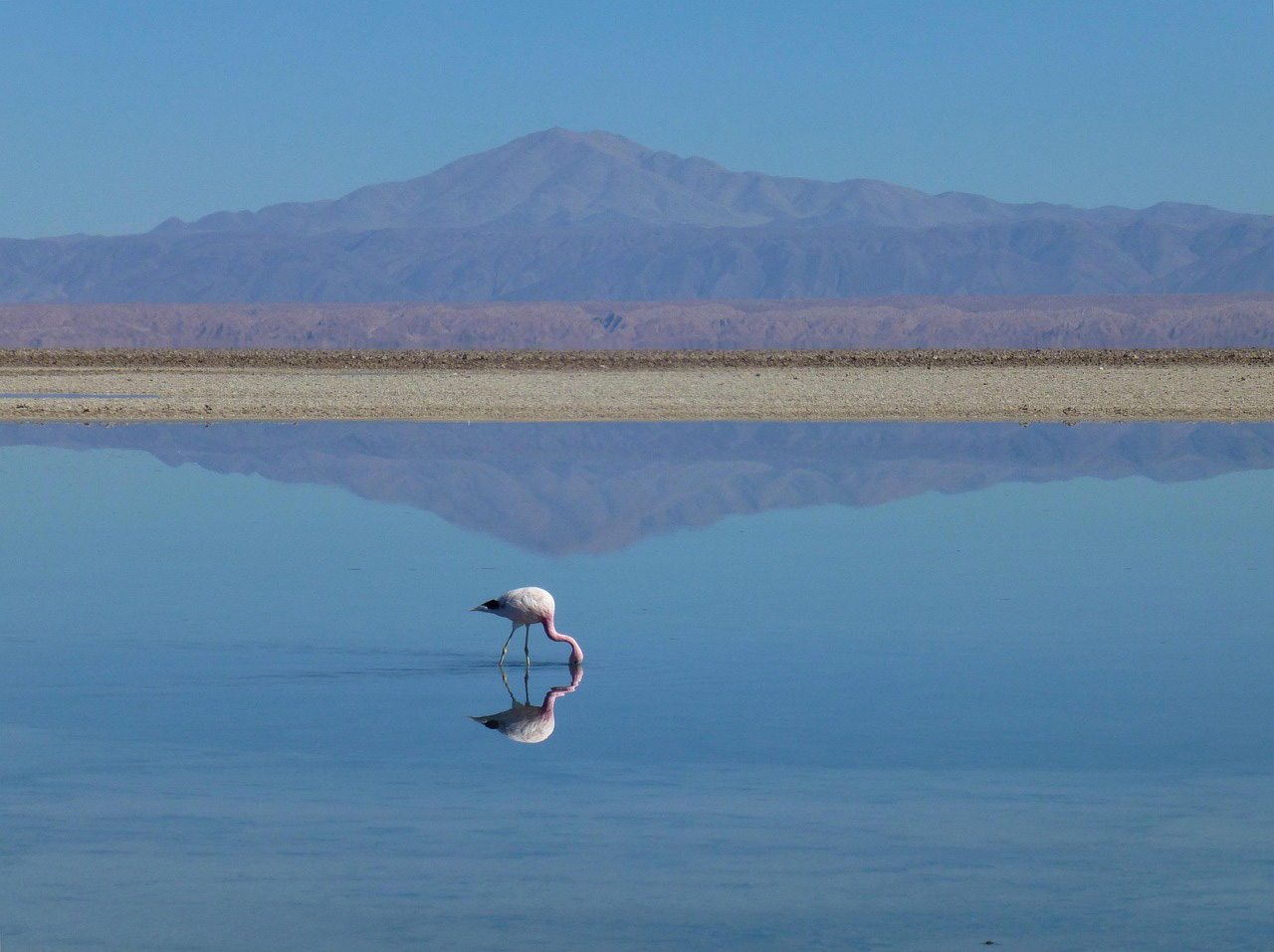 Flamingos Lake Manyara