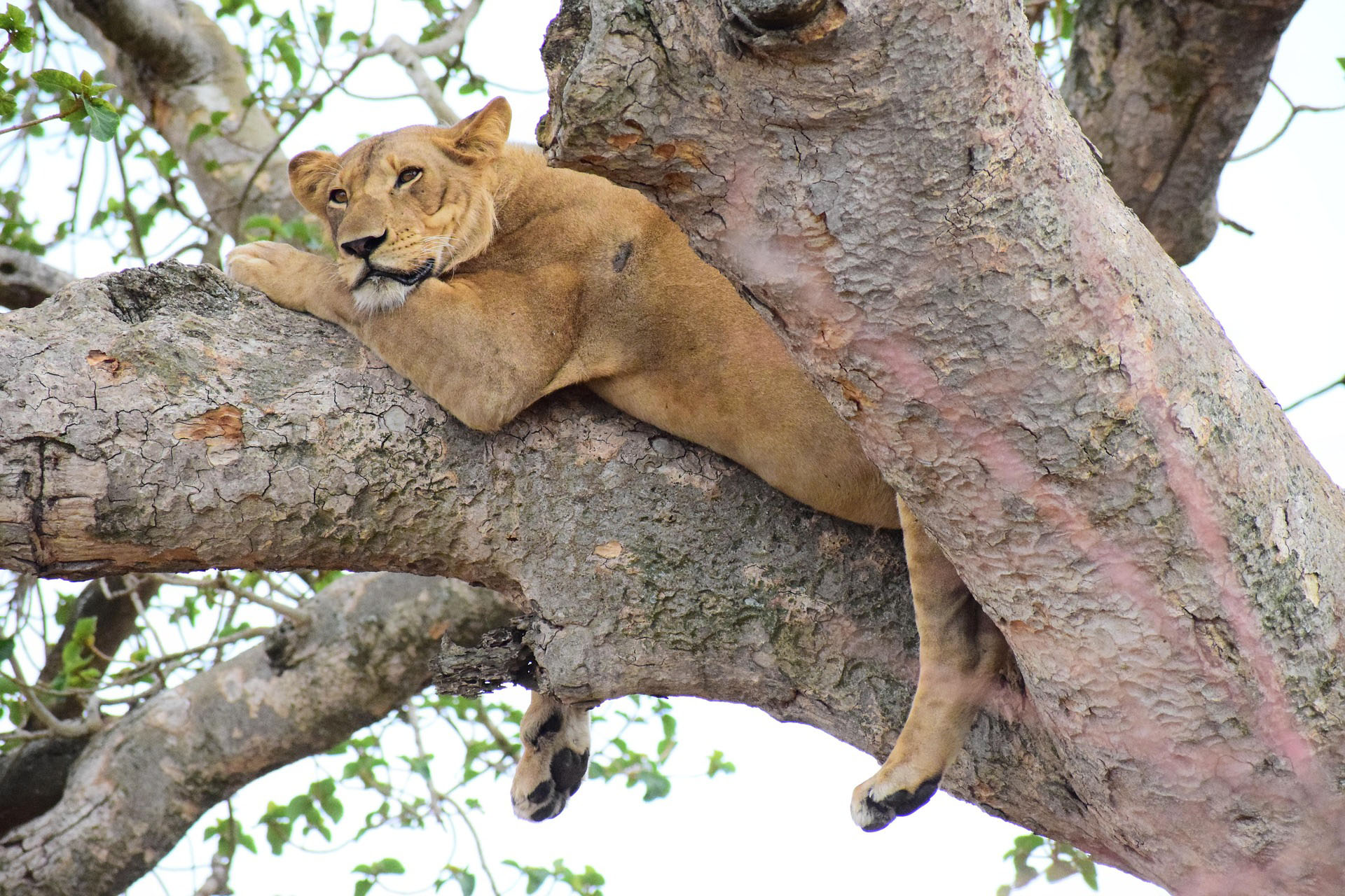 Tree-climbing lion Lake Manyara