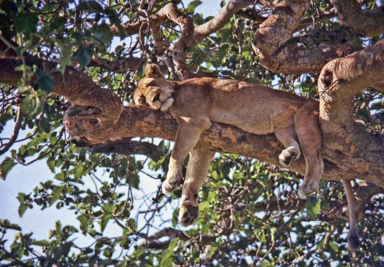Lion in tree Lake Manyara