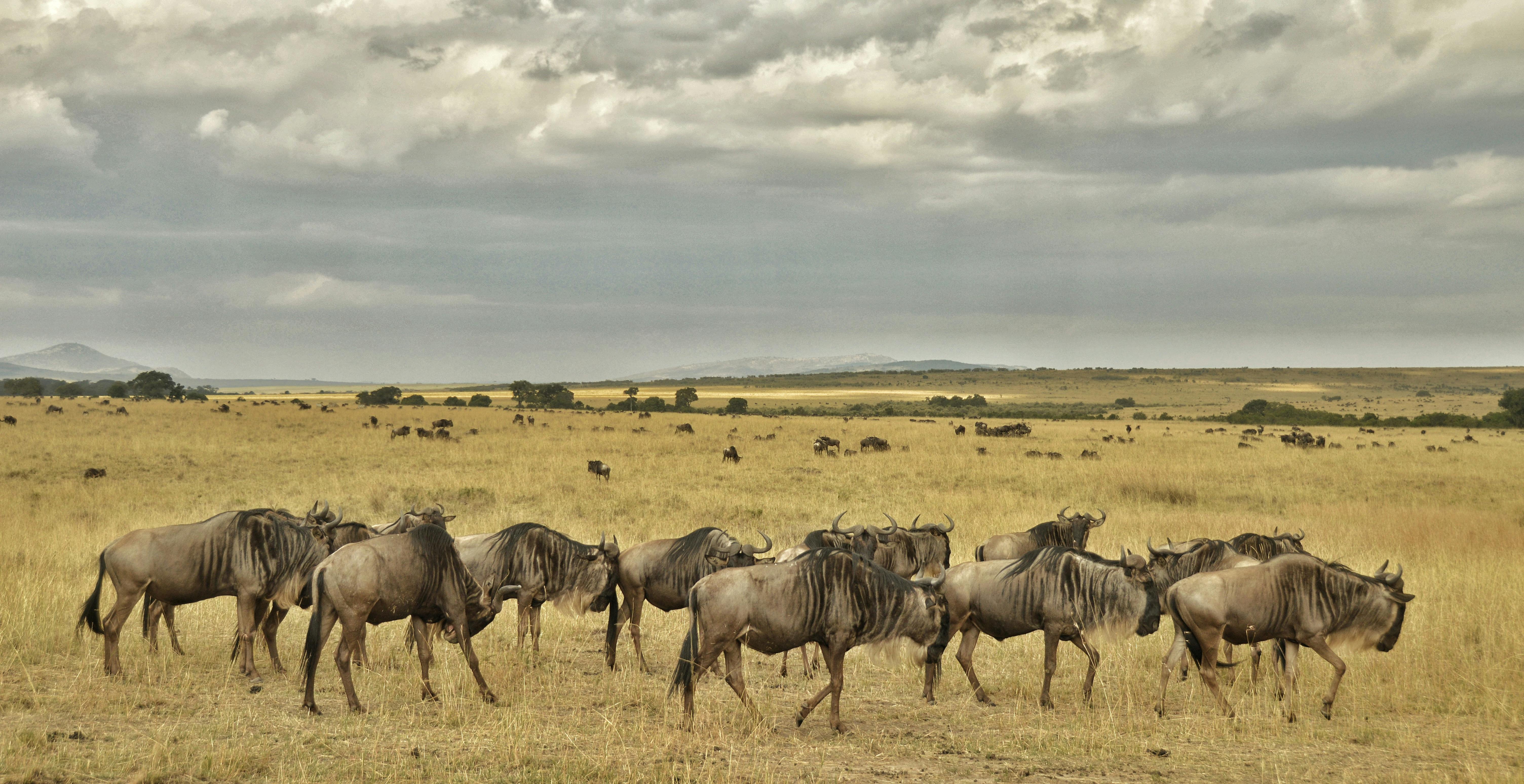 Tanzania safari game drive dry season July wildebeest