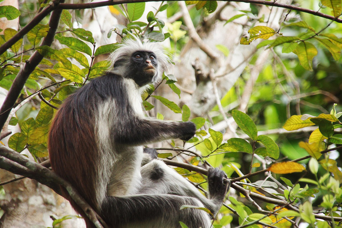 Red colobus monkey Zanzibar