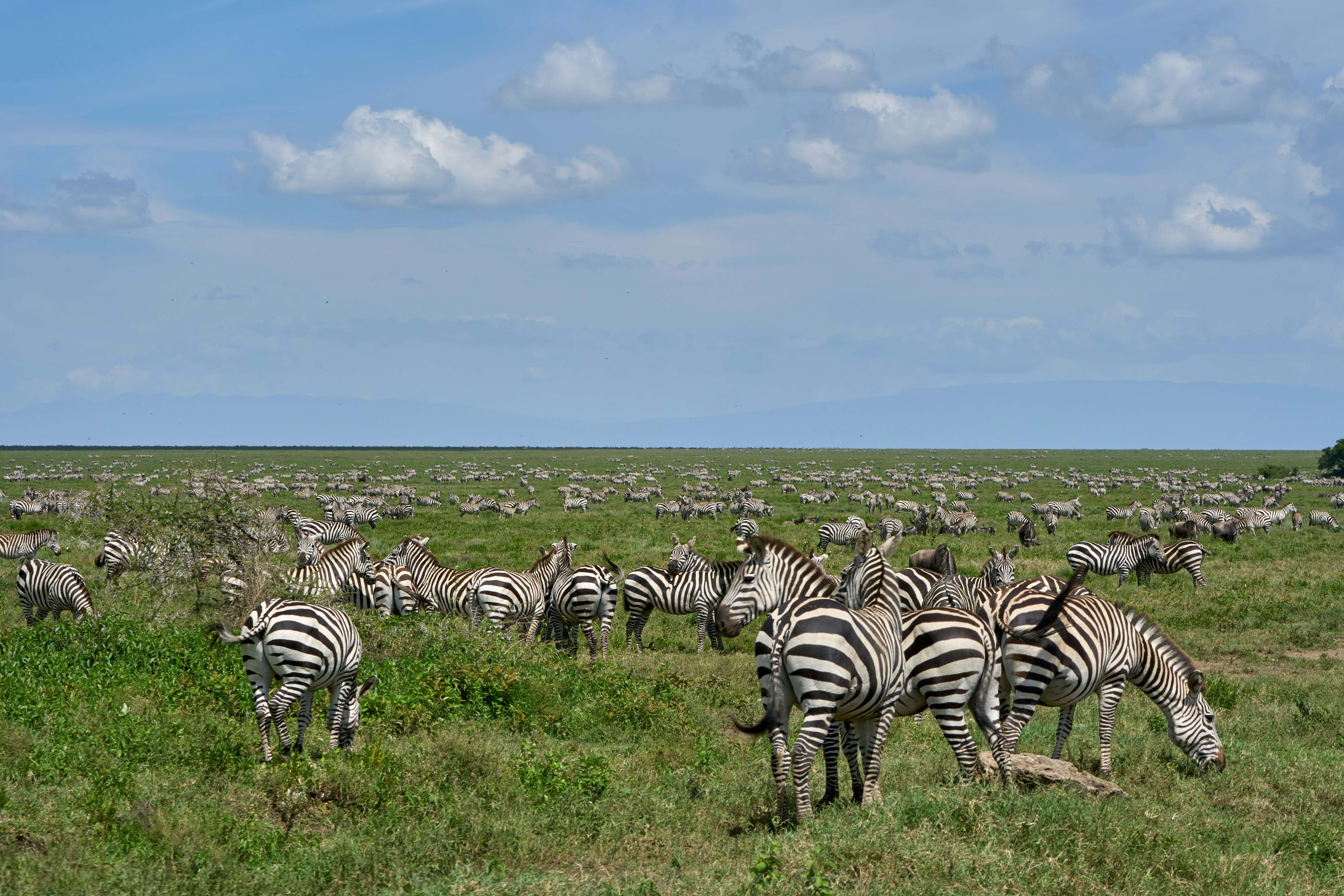 Zebra Ngorongoro Crater floor