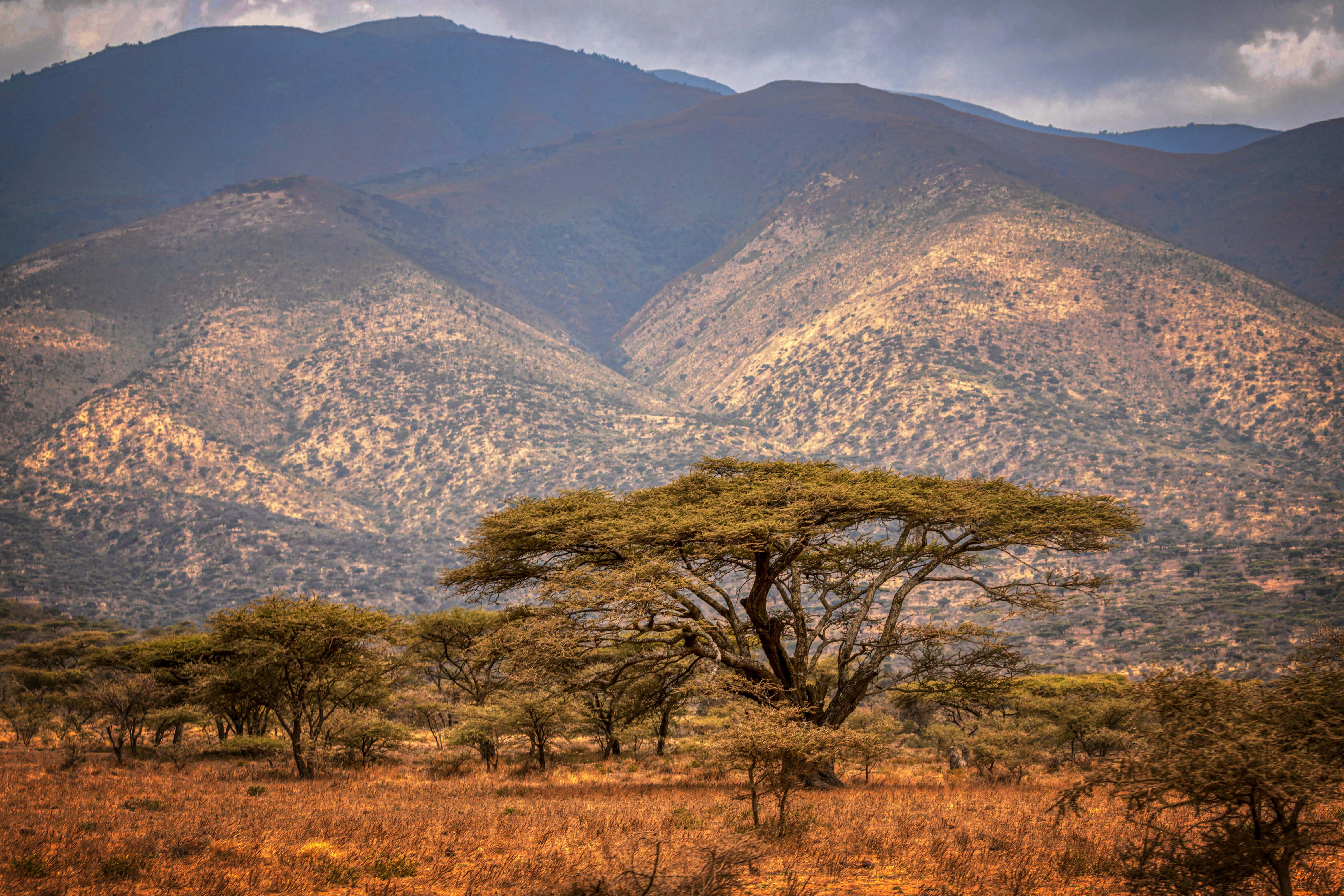 Zebra herd Ngorongoro