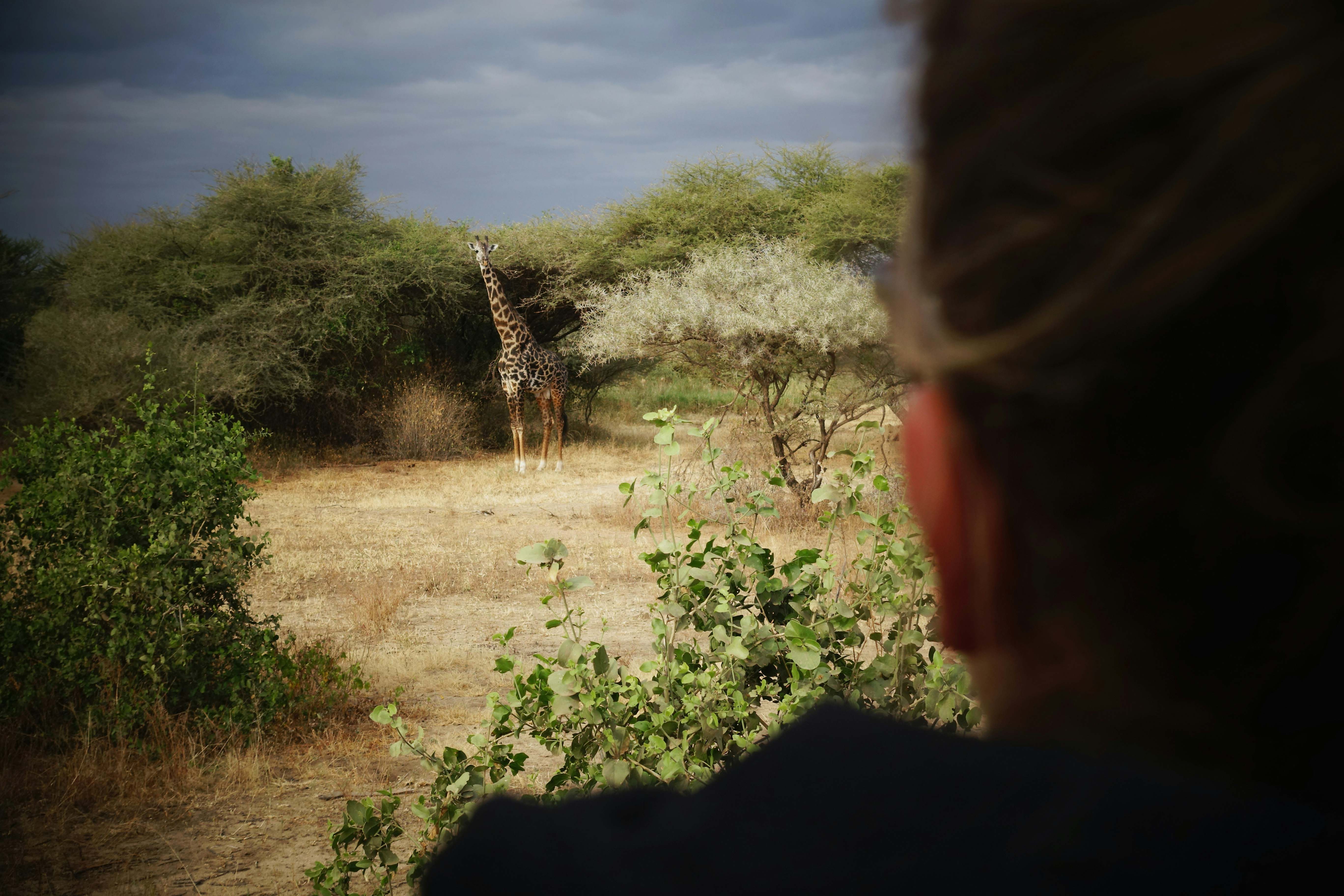 Serengeti Central Tanzania