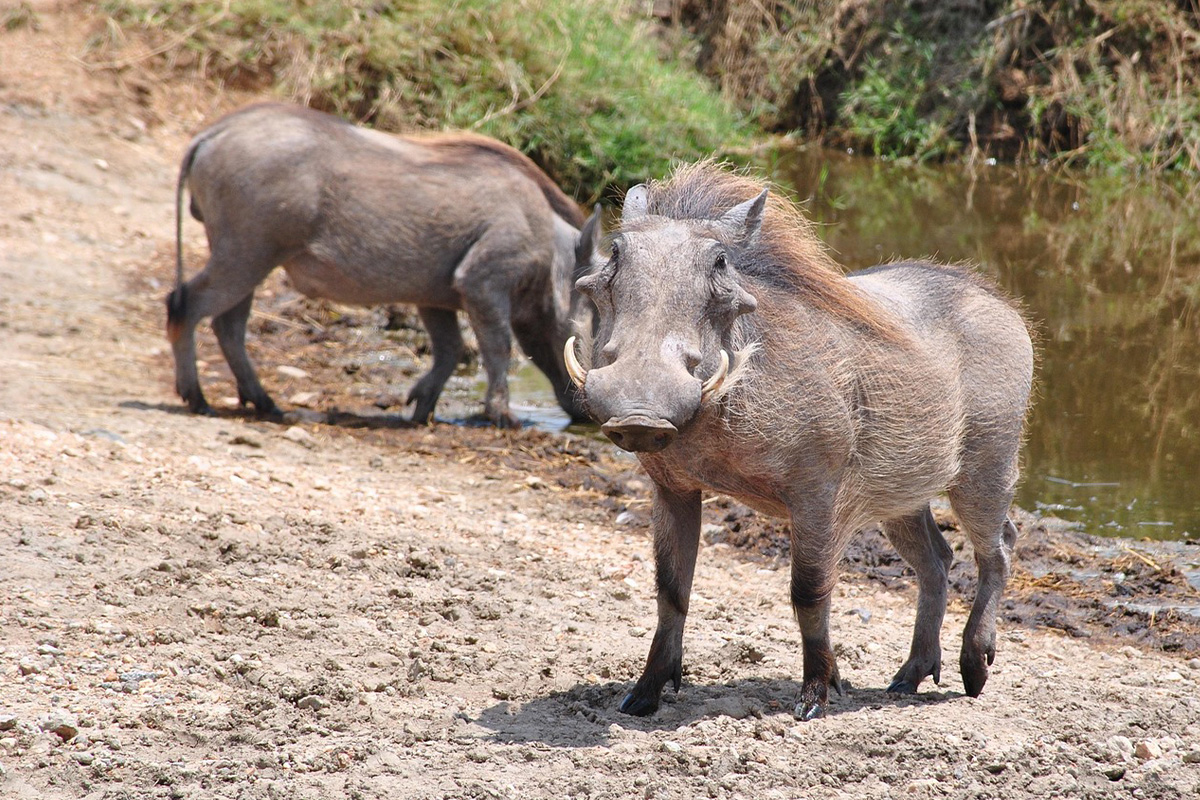 Warthog Serengeti